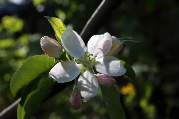 Apple Blossom Spring Background — Stock Photo, Image