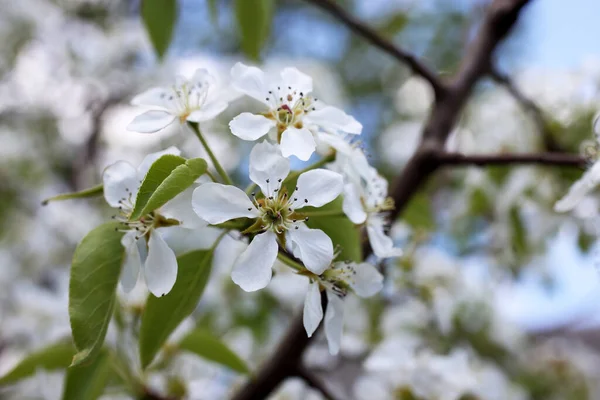 Hruškový Květ Krásné Jarní Bílé Květy Zavřít — Stock fotografie