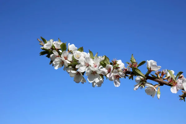 Kwitną Gruszki Piękna Wiosna Białe Kwiaty Zbliżyć — Zdjęcie stockowe