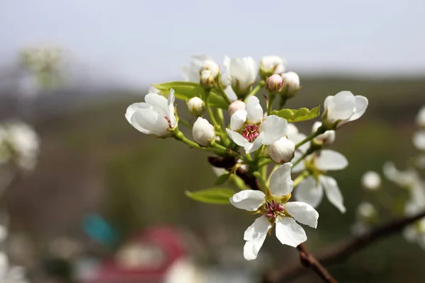Грушевый Цветок Прекрасная Весна Белые Цветы Закрыть — стоковое фото