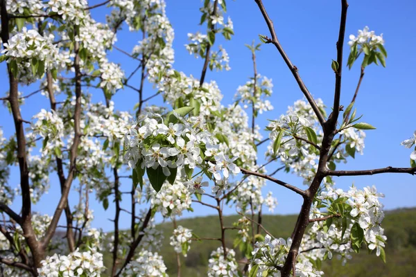 Pear blossom. Beautiful spring white flowers close up