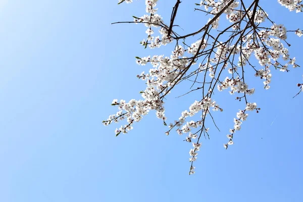 梅と青空 — ストック写真