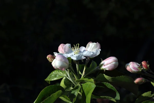 Apple Blossom Spring Background — Stock Photo, Image