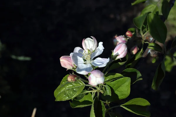 Apple Blossom Spring Background — Stock Photo, Image