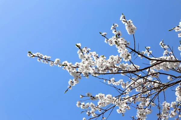 Kwiat Śliwy Błękitne Niebo — Zdjęcie stockowe