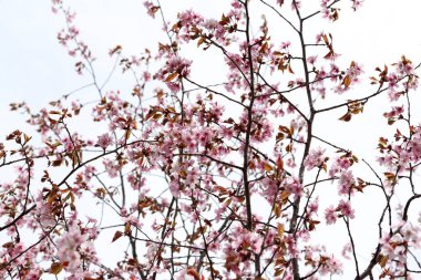 Sakura. Güzel bahar pembe çiçekleri kapanıyor