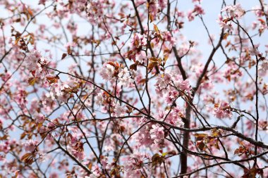 Sakura. Güzel bahar pembe çiçekleri kapanıyor