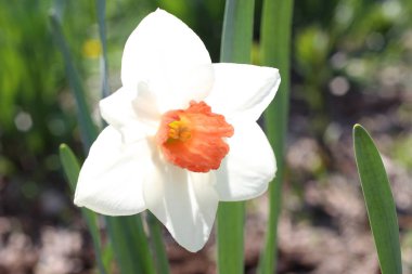 Orta turuncu beyaz narsisli.