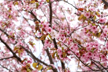 Sakura. Güzel bahar pembe çiçekleri kapanıyor