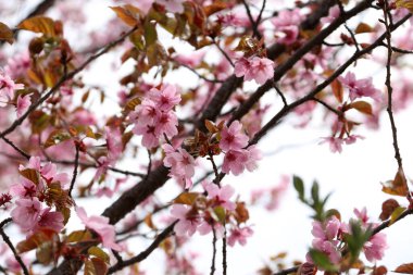 Sakura. Güzel bahar pembe çiçekleri kapanıyor