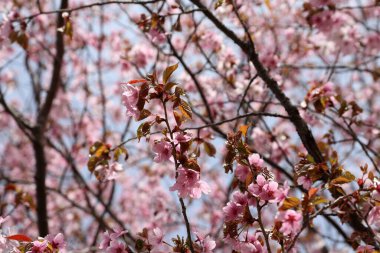 Sakura. Güzel bahar pembe çiçekleri kapanıyor