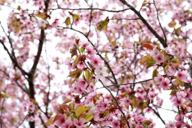 Sakura. Güzel bahar pembe çiçekleri kapanıyor