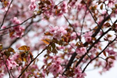 Sakura. Güzel bahar pembe çiçekleri kapanıyor