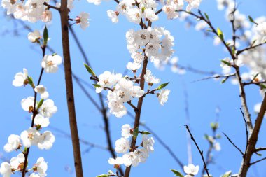 Erik çiçeği ve mavi gökyüzü