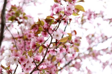 Sakura. Güzel bahar pembe çiçekleri kapanıyor
