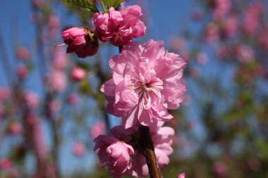 Prunus serrulata. Japon kirazı. Sakura