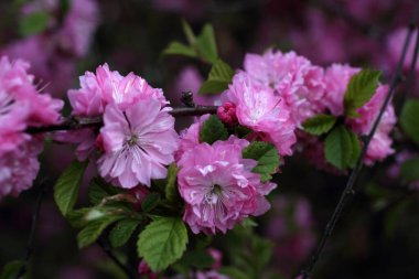 Prunus serrulata. Japon kirazı. Sakura