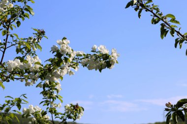 Armut çiçeği. Güzel ilkbahar beyaz çiçekleri kapanıyor