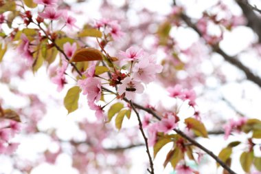 Sakura. Güzel bahar pembe çiçekleri kapanıyor