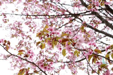 Sakura. Güzel bahar pembe çiçekleri kapanıyor