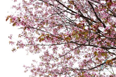 Sakura. Güzel bahar pembe çiçekleri kapanıyor