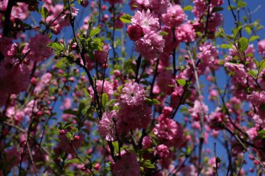 Sakura. Güzel bahar pembe çiçekleri kapanıyor