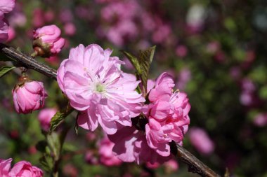 Sakura. Güzel bahar pembe çiçekleri kapanıyor