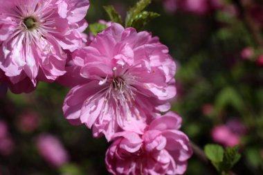 Sakura. Güzel bahar pembe çiçekleri kapanıyor