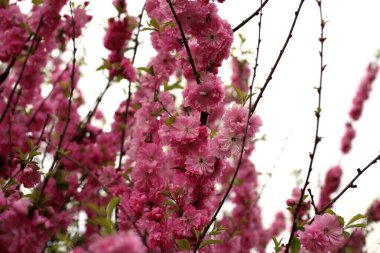 Sakura. Güzel bahar pembe çiçekleri kapanıyor