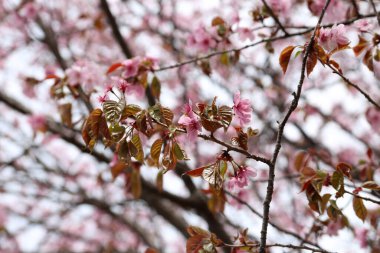 Sakura. Güzel bahar pembe çiçekleri kapanıyor