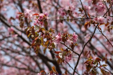 Sakura. Güzel bahar pembe çiçekleri kapanıyor