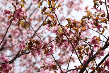 Sakura. Güzel bahar pembe çiçekleri kapanıyor