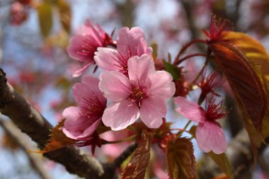 Sakura. Güzel bahar pembe çiçekleri kapanıyor