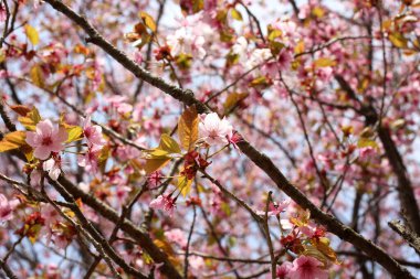 Sakura. Güzel bahar pembe çiçekleri kapanıyor
