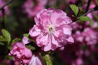 Sakura. Güzel bahar pembe çiçekleri kapanıyor