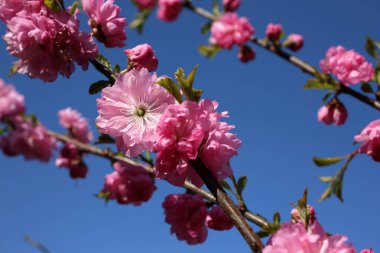 Sakura. Güzel bahar pembe çiçekleri kapanıyor