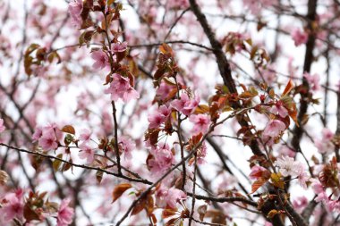Sakura. Güzel bahar pembe çiçekleri kapanıyor