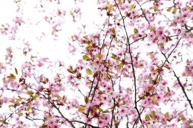 Sakura. Güzel bahar pembe çiçekleri kapanıyor