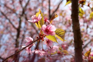 Sakura. Güzel bahar pembe çiçekleri kapanıyor