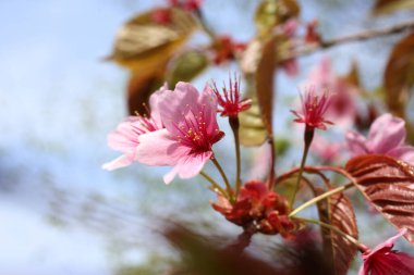 Sakura. Güzel bahar pembe çiçekleri kapanıyor
