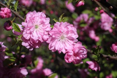 Sakura. Güzel bahar pembe çiçekleri kapanıyor