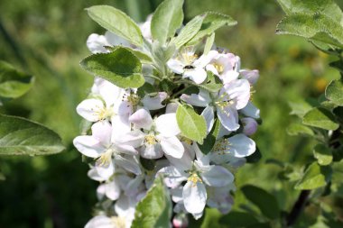 Armut çiçeği. Güzel ilkbahar beyaz çiçekleri kapanıyor