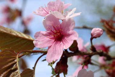 Sakura. Güzel bahar pembe çiçekleri kapanıyor