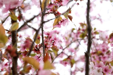Sakura. Güzel bahar pembe çiçekleri kapanıyor