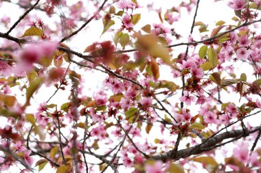 Sakura. Güzel bahar pembe çiçekleri kapanıyor