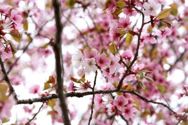 Sakura. Güzel bahar pembe çiçekleri kapanıyor