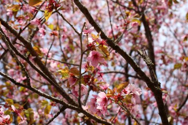Sakura. Güzel bahar pembe çiçekleri kapanıyor