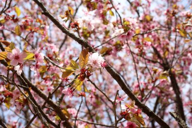 Sakura. Güzel bahar pembe çiçekleri kapanıyor