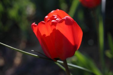 Bahçede büyüyen kırmızı laleler