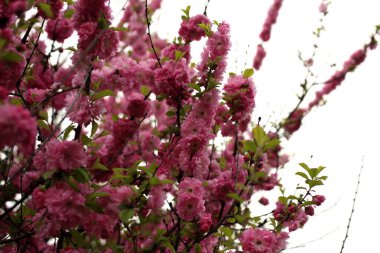 Sakura. Güzel bahar pembe çiçekleri kapanıyor